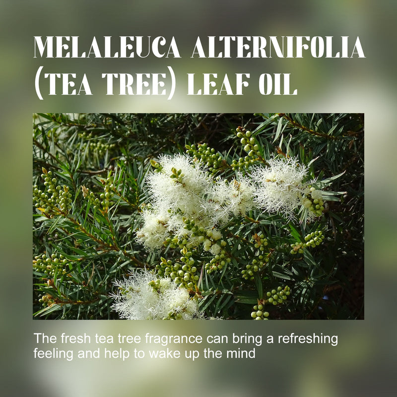 OCEAURA Tea Tree Essential Oil, Body Moisturizing Soft And Smooth Skin Refreshing And Relaxing Muscle Massage Treatment